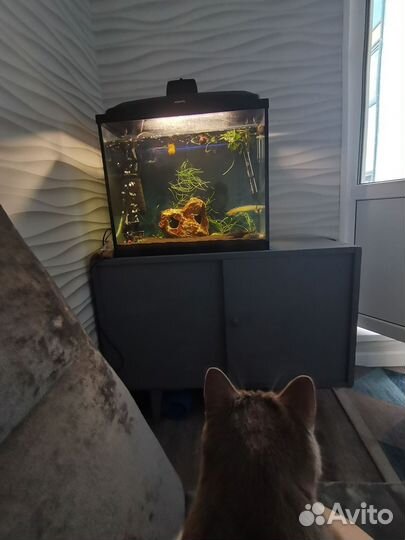 Аквариум 100л