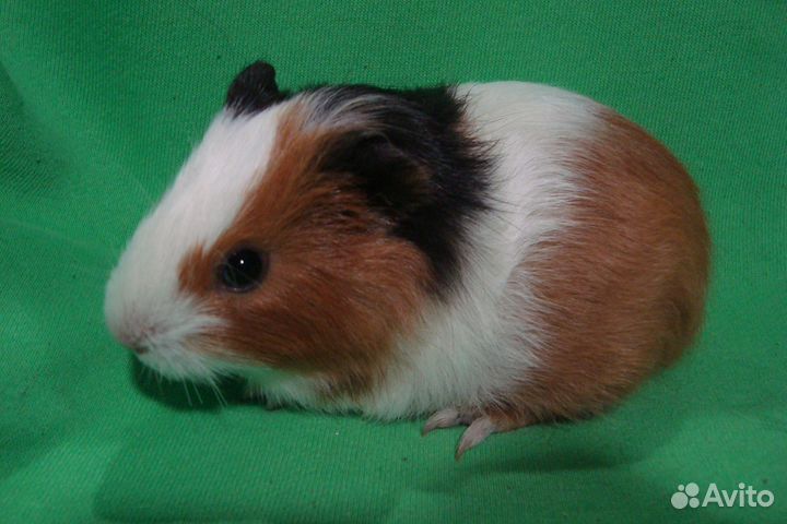 Морские свинки