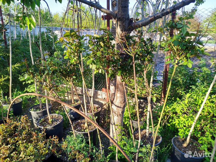 Растения на штамбе