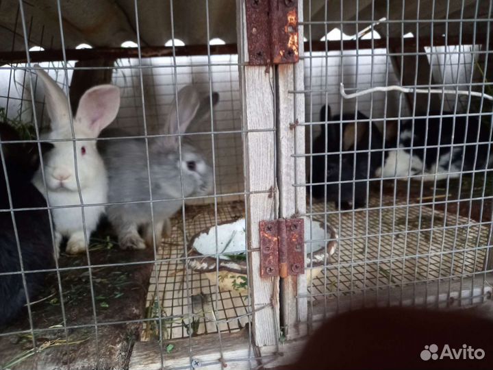 Куры и петухи