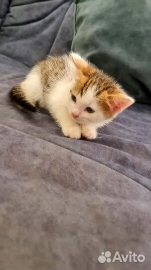 Котенок