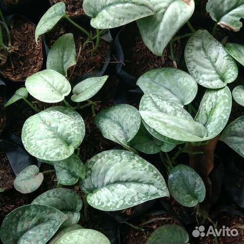 Сциндапсус Сильвер Сплеш (Silver Splash)