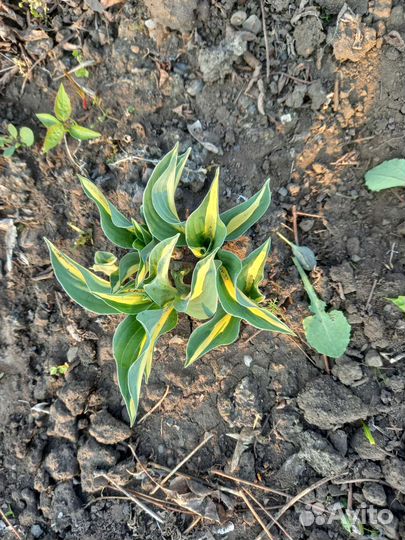 Многолетники садовые