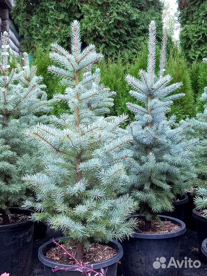 Ель голубая Сан Изабель