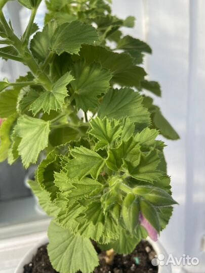 Пеларгония герань королевская