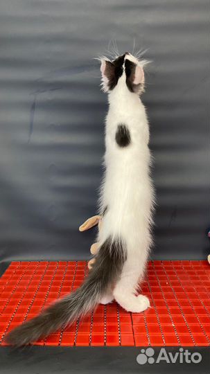 Котята мейн-кун
