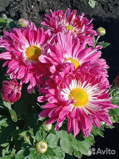 Заказ черенков хризантемы