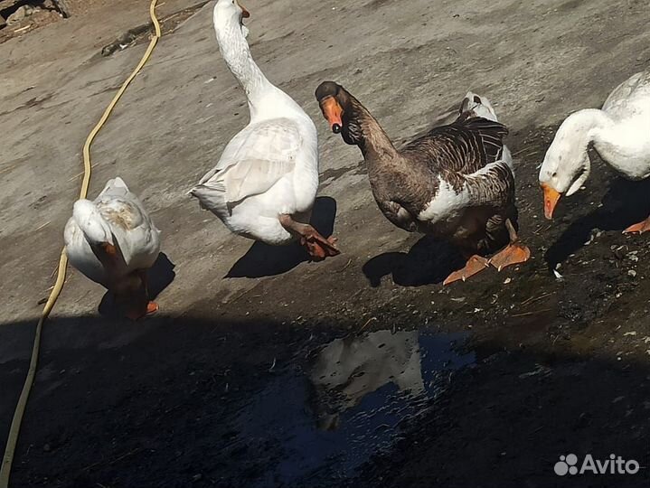 Холмогорские гуси