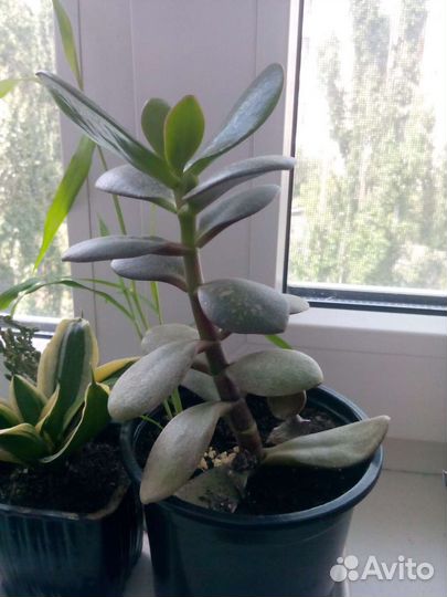 Комнатные растения