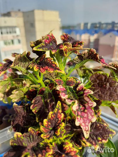 Колеус Гильда