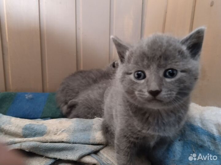 Котята - крысоловы