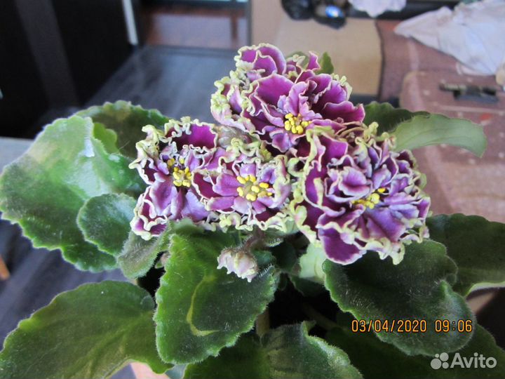Продаю фиалки