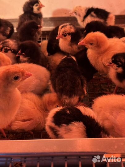 Цыплята