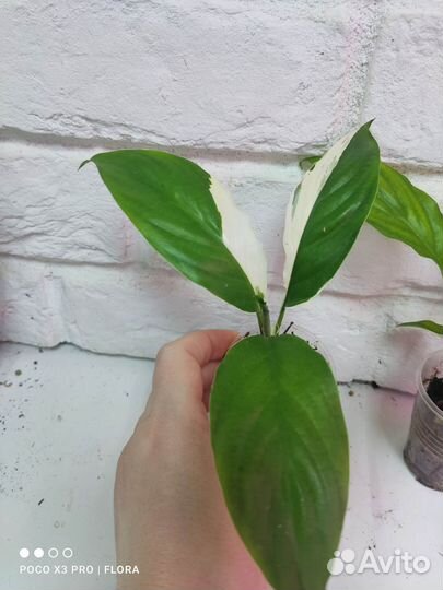 Спатифиллум Пикассо