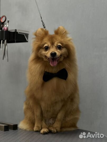 Стрижка собак груминг