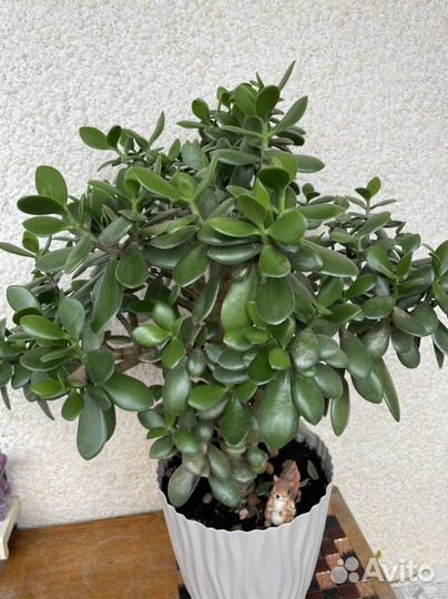 Большое Денежное дерево (толстянка)