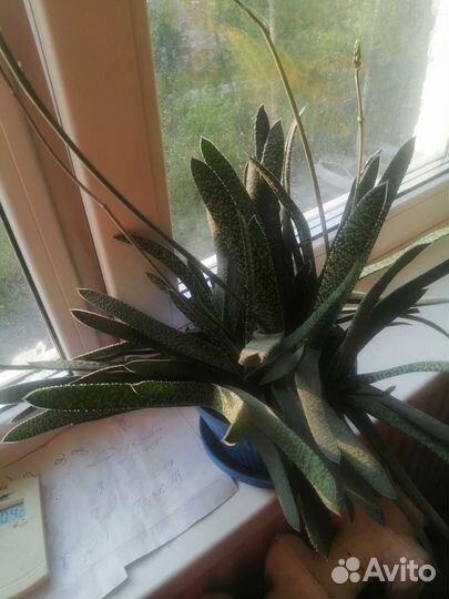 Комнатный цветок, суккулент