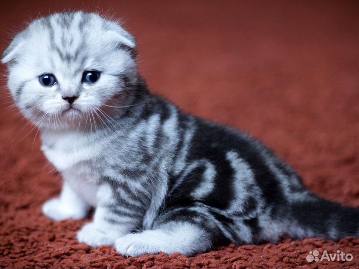 Шотландские котята: скоттиш-фолд и скоттиш-страйт