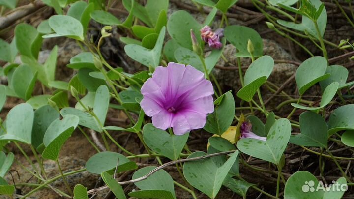 Продам объектив Sony E 18-200mm f/3.5-6 (SEL-18200