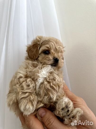 Щенки мальтипу f1 мини настоящие