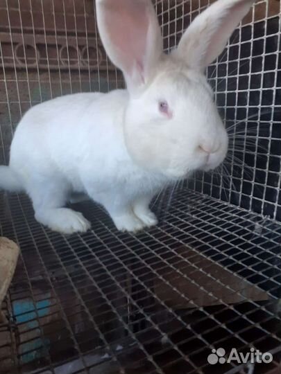 Белый Панон