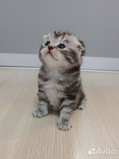 Шотландские котята