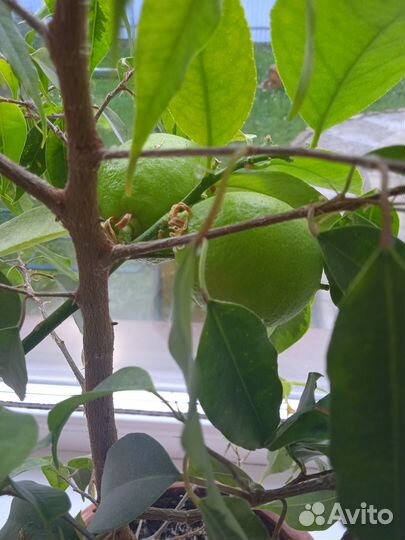 Лимон плодоносящий