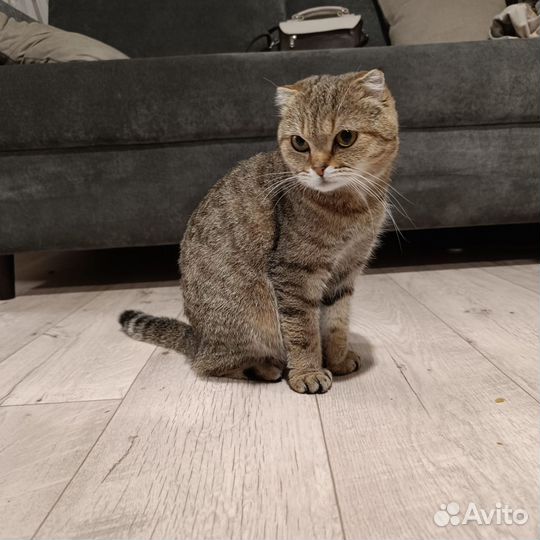 Отдам кошку вислоухие
