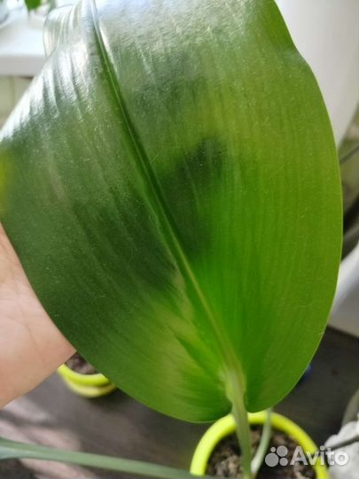 Эухарис амазонская лилия