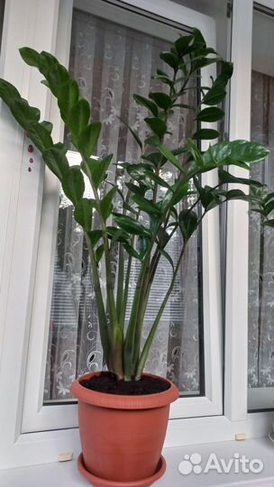 Замиокулькас