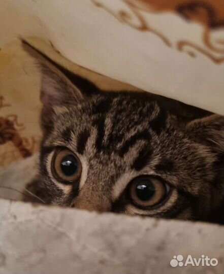 Котенок мальчик