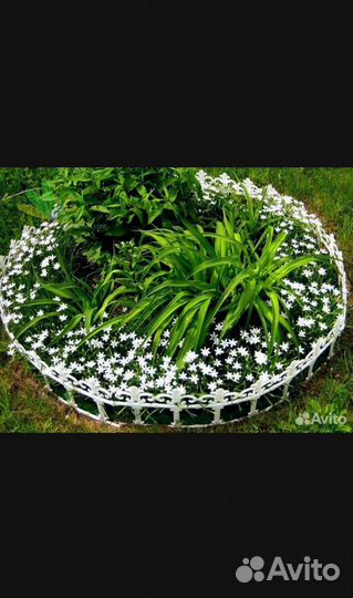 Фиалка белая садовая, птицемлечник