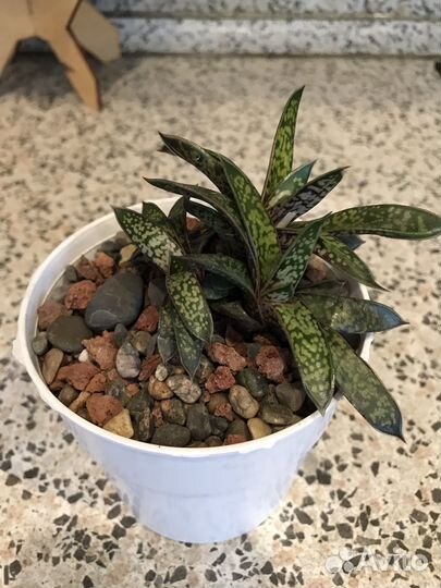 Кактусы и суккуленты