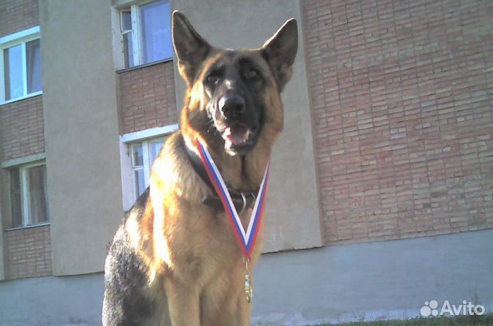 Дрессировка собак с передержкой у кинолога