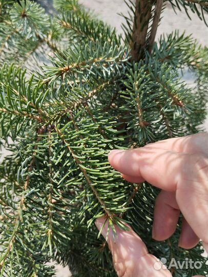 Ель сербская 