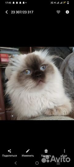 Шотландские вислоухие