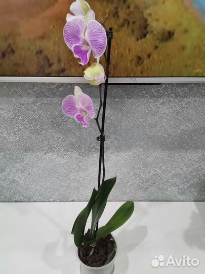 Фаленопсис (орхидея)