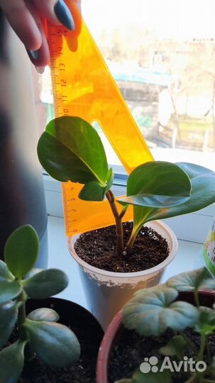 Пеперомия туполистная, Антуриум