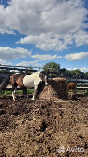 Конский навоз в мешках