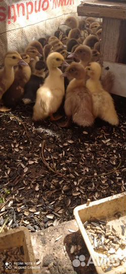 Мускусные индоутята