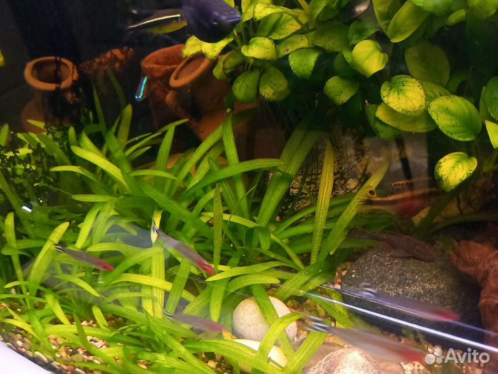 Аквариумные растения прополка