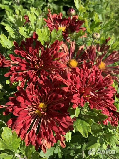 Хризантемы и гортензии