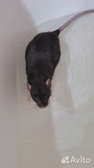 Крысы Дамбо с клеткой