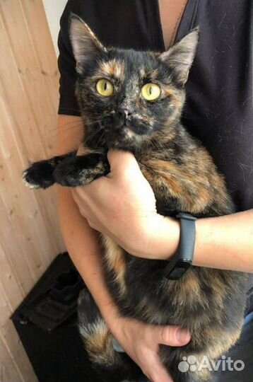 Кошка в добрые руки