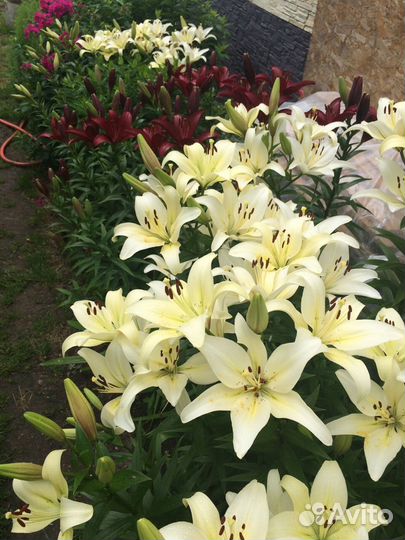 Цветы лилии