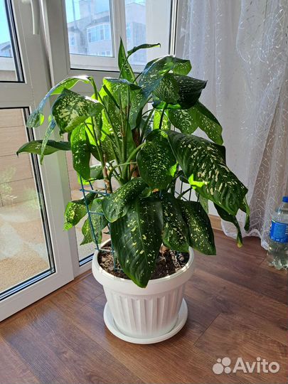 Диффенбахия