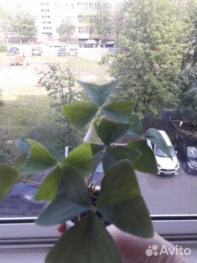 Кислица оксалис зеленая