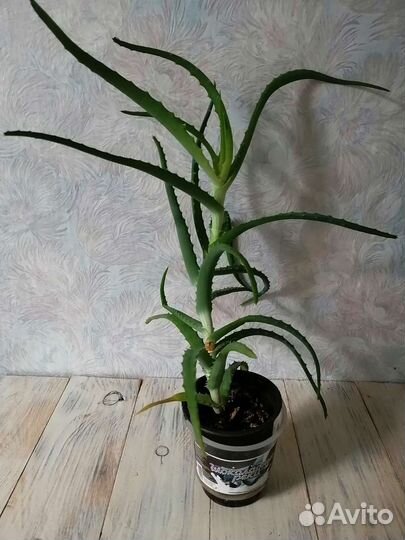 Комнатные цветы мирт гибискус хавортия кактус