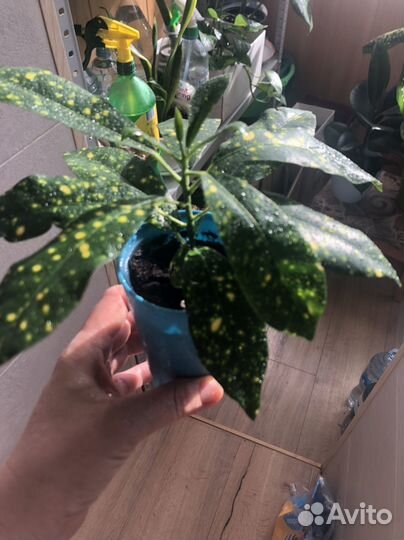 Кротон Аукуба