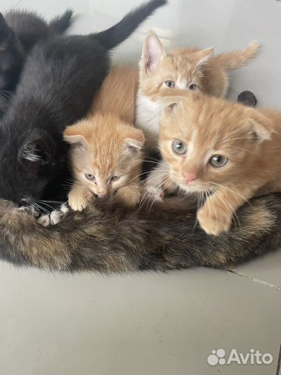 Кошка в дар бесплатно